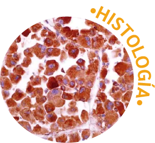 Histología